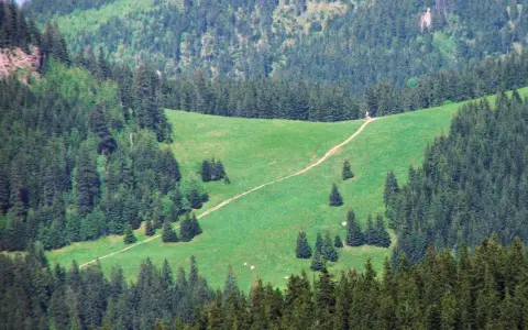 Ścieżka wijąca się przez zieloną łąkę w otoczeniu lasu iglastego w Karkonoszach.