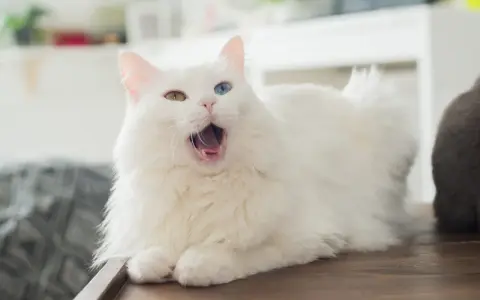Moja kotka ciągle miauczy co się dzieje? Przyczyny i pomoc.