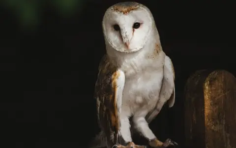 Sowa płomykówka, z białym, sercowatym obliczem, siedzi na drewnianym płocie. Jej pióra mienią się w półmroku, jakby tworzyły własne, cenne **tyto alba**.