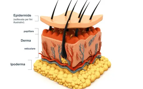 Sezione della pelle: epidermide, derma con vasi sanguigni e follicoli piliferi, e ipoderma adiposo.