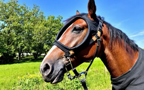 Un cheval brun porte une cagoule anti-mouches, un remède de grand-mère contre les mouches, dans un pré verdoyant sous un ciel bleu.