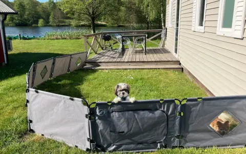 En söt hund vaktar sin campingstuga vid en sjö.