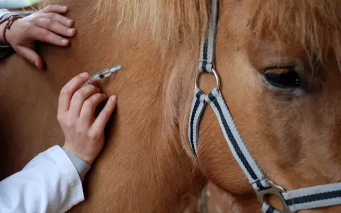 Un vétérinaire administre une injection à un cheval, peut-être pour prévenir un coup de sang.