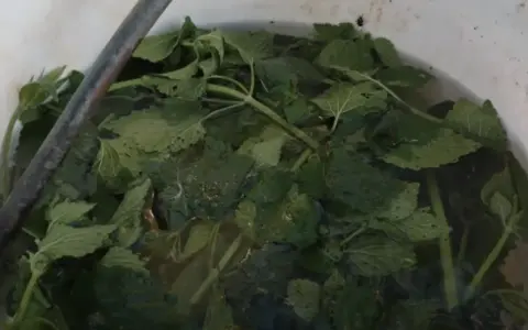 Foglie verdi di ortica immerse in acqua, pronte per diventare un macerato nutriente per le piante.