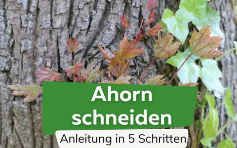 Junge Ahorn-Triebe mit roten und grünen Blättern wachsen an einer Baumrinde. Text: "Ahorn schneiden, Anleitung in 5 Schritten".