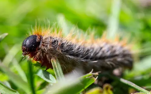 Chenille poilue sur l'herbe. Apprenez comment tuer les chenilles processionnaires pour protéger vos arbres.