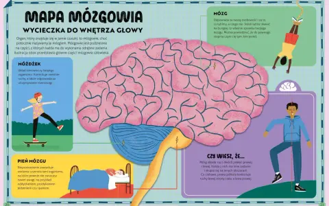 Ilustracja przedstawia mapę mózgowia z zaznaczonymi częściami mózgu: móżdżkiem, mózgiem i pniem mózgu.