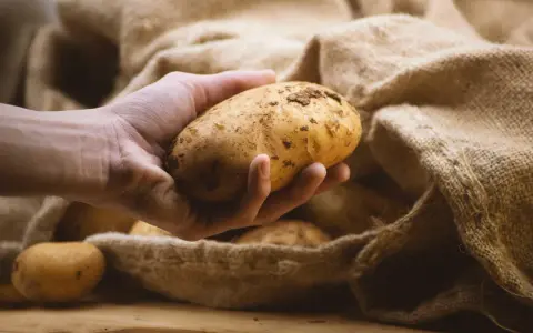 Hand holds a potato, ready to store them in a burlap sack.