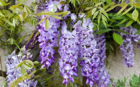 Hängande klasar av lila blåregn i kruka mot en stenvägg. Gröna blad ramar in de vackra blommorna.