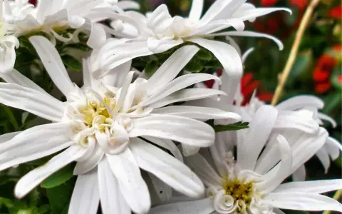 Vita eurybia divaricata-blommor med sina fina kronblad och gula mitt.