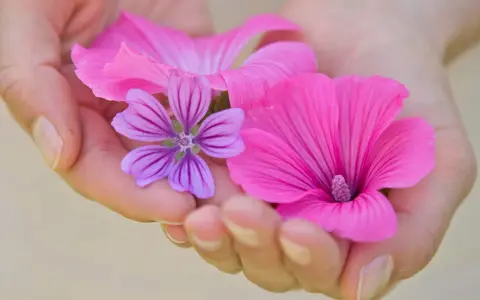 Zarte Hände halten pinke und lila Blüten. Die Malve wirkt beruhigend auf die Psyche, wie diese sanften Farben.