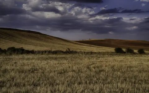 Paisaje de campos dorados y tierra rojiza bajo un cielo nublado. Se intuye un robledal de Corpes en la distancia.
