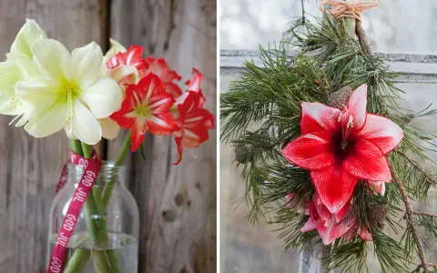 Vänster: snitt amaryllis i en glasflaska med "God Jul"-band. Höger: snitt amaryllis i en julkrans av granris.
