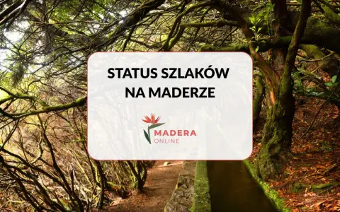 Sprawdź, czy szlaki turystyczne są otwarte na Maderze. Zdjęcie przedstawia ścieżkę wśród bujnej, mszystej roślinności.