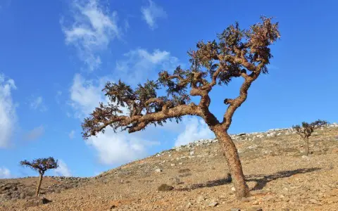 Bäume auf felsigem Hang unter blauem Himmel. Hier wächst der Weihrauchbaum, dessen Harz für Räucherwerk verwendet wird.