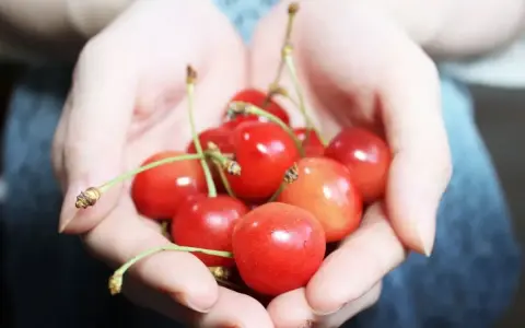 Mani che raccolgono visciole, cosa sono? Piccole ciliegie rosse e succose, un tesoro estivo.