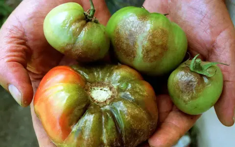 Hände halten grüne und rote Tomaten mit braunen Flecken, Anzeichen von Phytophthora an Tomaten.