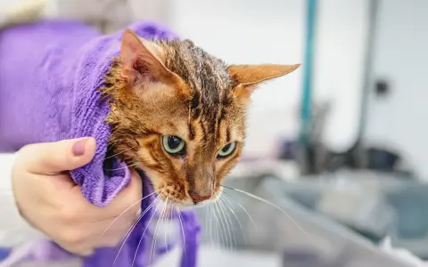 En blöt bengaliskatt, insvept i en lila handduk, ser lite skeptisk ut efter sitt bada.