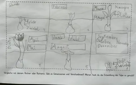 Zeichnung eines Tulpenjahres für das Herbarium der Schule: Von der Zwiebel im Januar bis zur Blüte im Mai und zurück zur Zwiebel im Herbst.