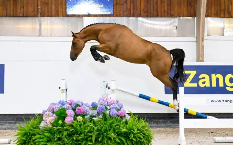 Un magnifique cheval bai saute par-dessus un obstacle fleuri, le nom "Zandor Z" est visible en arrière-plan.
