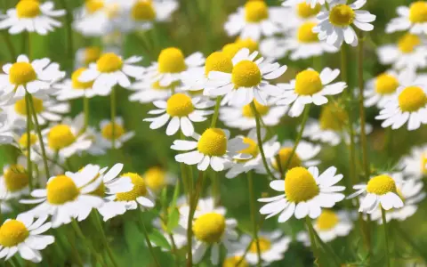 Ein Feld voller Kamillenblüten, bereit zum Kamille ernten. Die kleinen weißen Blüten mit gelben Zentren sind im Fokus.