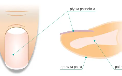 Przekrój palca z widoczną płytką paznokcia i opuszkiem. Paznokieć to wytwór naskórka chroniący paliczek.