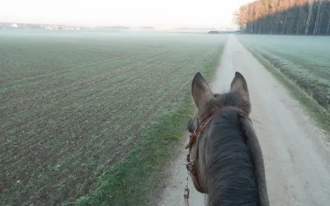 Pferd auf einem Feldweg, Nebel über den Feldern. Der richtige **trabstangen abstand** ist wichtig für ein gutes Training.