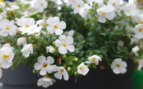 Un tapis de petites fleurs blanches, comme une **bacopa fleur**, décore un pot. Leurs cœurs jaunes apportent une touche de lumière.