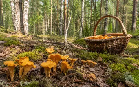 W jakich lasach rosną kurki? W lesie sosnowym, wśród mchu i paproci, pełen koszyk złotych kurek czeka na zbieracza.