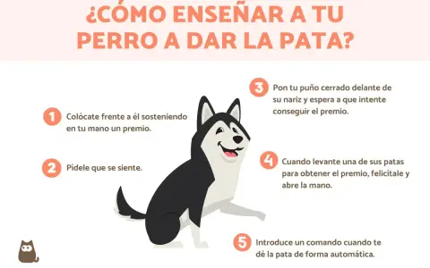 Ilustración de un perro husky aprendiendo a dar la pata, con pasos numerados. ¡Descubre trucos para enseñar a tu perro!