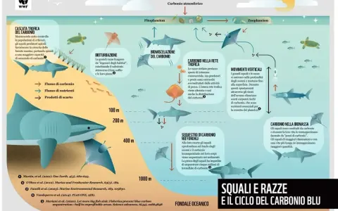 Gli squali e le razze, presenti nel Mediterraneo, sono fondamentali per il ciclo del carbonio blu, immagazzinandolo e contribuendo alla salute degli oceani.