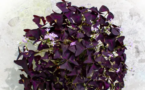 Un exuberante **trébol morado** con delicadas flores lilas sobre un fondo texturizado.