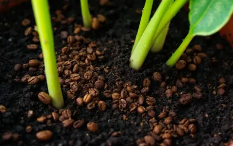 Jeunes pousses d'avocatier dans un terreau enrichi de marc de café, promesse d'une croissance vigoureuse.