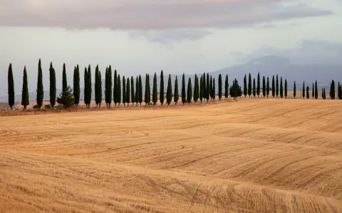 Iconici cipressi di San Quirico d'Orcia si stagliano su un campo dorato, creando un paesaggio toscano da cartolina.