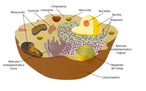 Diagramma di una cellula animale con organelli come mitocondri, nucleo e reticolo endoplasmatico. Il nucleo, con il suo nucleolo, è una parte vitale della cellula.
