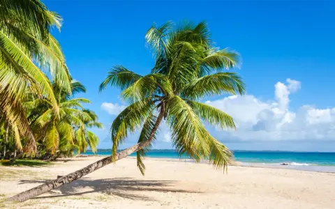 Idealna pogoda na Madagaskarze: piaszczysta plaża, palmy i błękitne niebo.