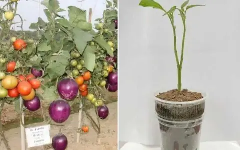 Comparaison : une plante aubergine mature et fruitée à gauche, et un jeune plant d'aubergine à droite.