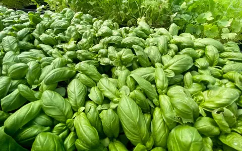 Un champ de jeunes plants de basilic prêts à être transplantés. Leurs feuilles vertes et brillantes promettent une belle récolte.