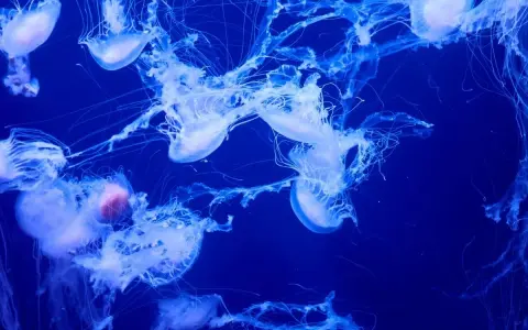 Un gruppo di meduse gigantesche fluttua nell'oscurità blu, con i loro tentacoli luminosi che si estendono.