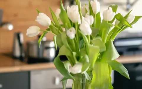 Białe tulipany w wazonie, świeże i pełne życia. Zastanawiasz się, ile wody do tulipanów, by były piękne?