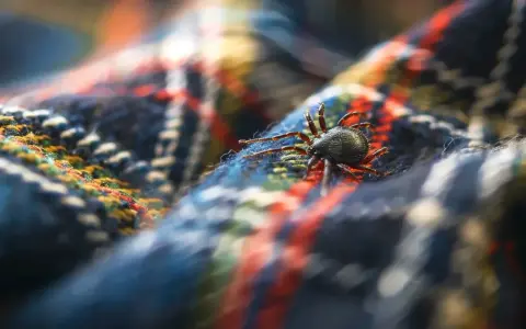 Jak długo kleszcz przeżyje bez krwi? Prawda o jego odporności