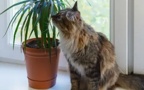 Puszysty kotek z zaciekawieniem wącha liście draceny na parapecie.