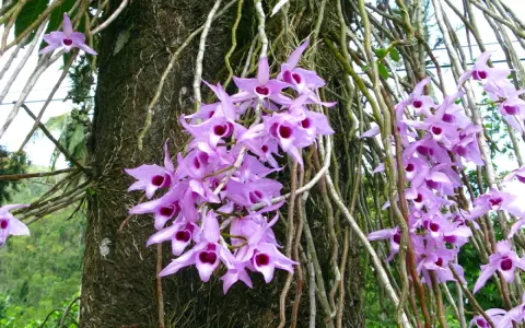 Grappe de fleurs orchidées violettes, une plante épiphyte, s'épanouissant sur un tronc d'arbre couvert de racines aériennes.