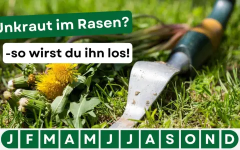 Gras mit Löwenzahn und einem Unkrautstecher. Der Text lautet: "Unkraut im Rasen? -so wirst du ihn los!".