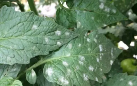 Hojas de tomate con manchas blancas, indicando posible oídio.