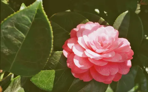 Une belle camélia fleur rose, aux pétales délicats, s'épanouit au milieu de feuilles vertes luxuriantes.