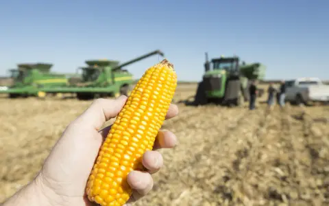 A hand holds a ripe ear of corn, with harvesters and tractors in the background, hinting at the current price per bushel of corn.