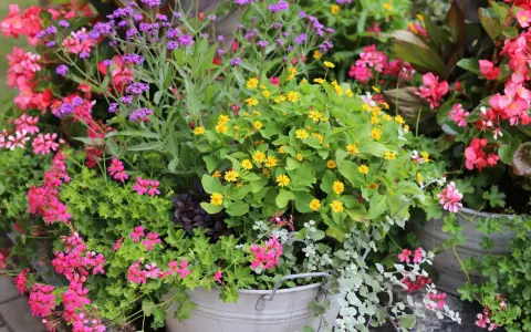 En blomsterprakt med lila verbena sorter, rosa pelargoner och gula blommor i en zinkhink.