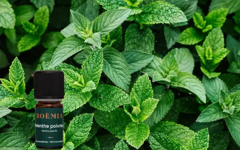 Flacon d'huile essentielle de menthe poivrée bio, entouré de feuilles de menthe fraîche. Attention, la menthe poivrée danger si mal utilisée.