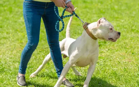 Un chien blanc sur une laisse, visiblement effrayé, se tient sur l'herbe. Mon chien a peur de tout dans la rue, il est si anxieux.